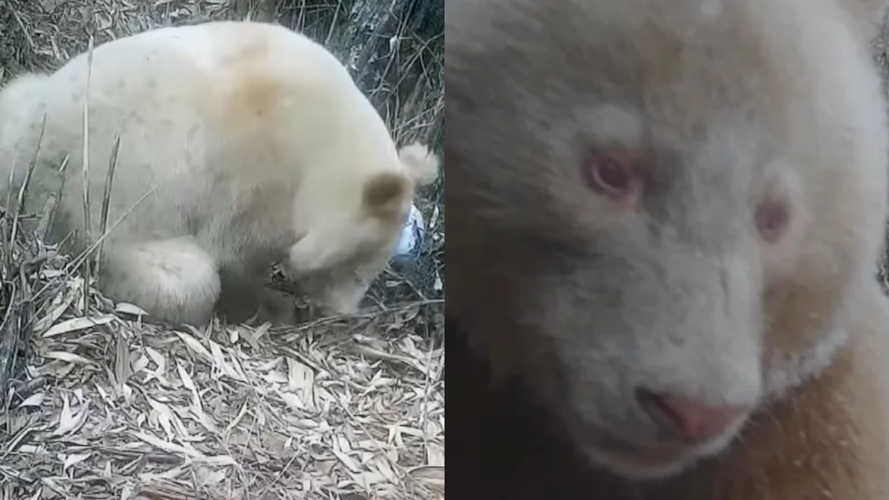 Reserva natural fascina ao divulgar novos registros do único panda albino do mundo