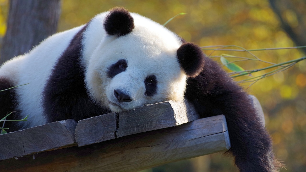Esqueleto de panda gigante é achado nos arredores de túmulo de imperador chinês