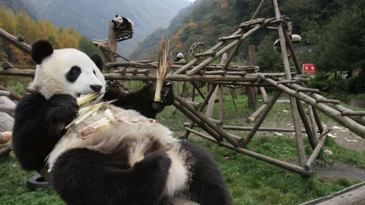 Autoridades chinesas informam que pandas gigantes saíram da lista de animais ameaçados de extinção