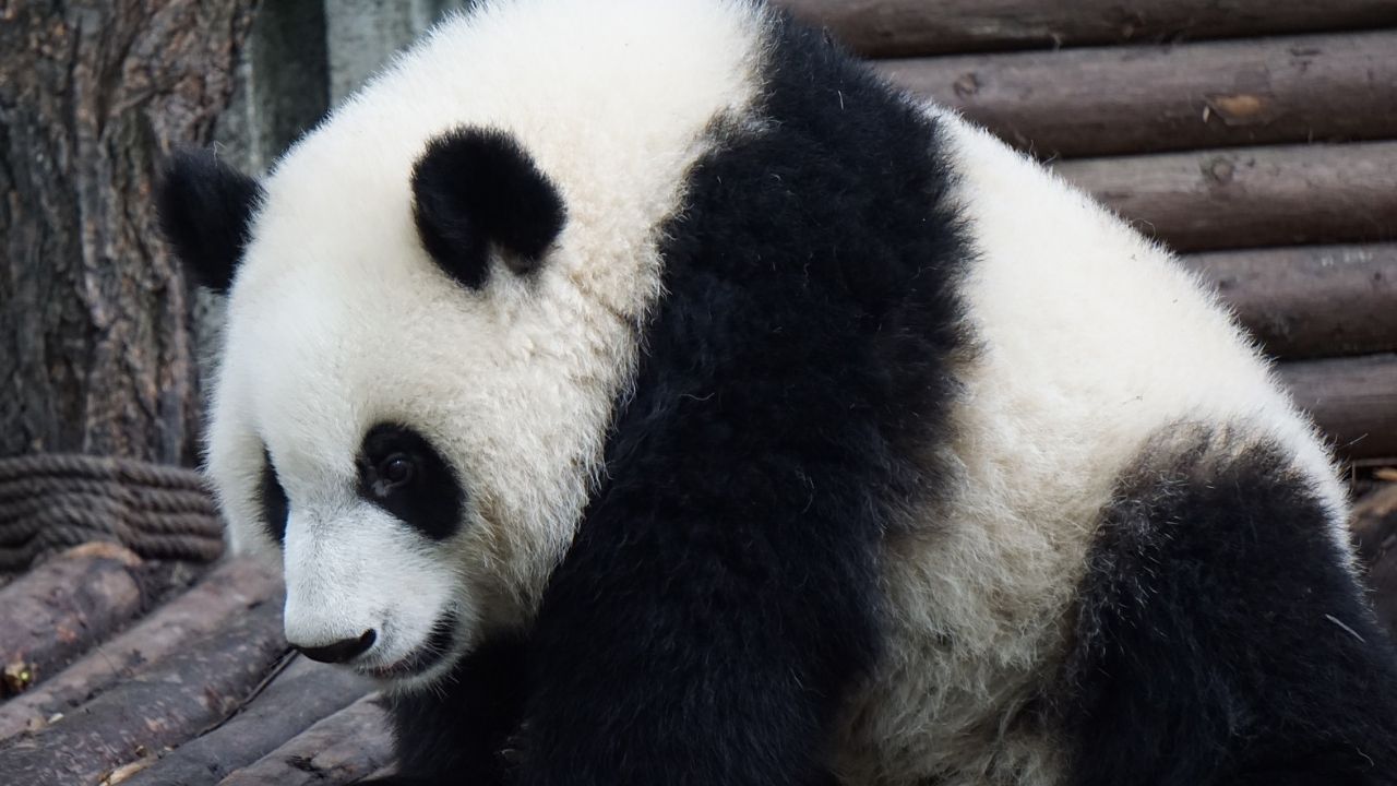 Após ser atacado por panda gigante, funcionário de zoológico sobrevive ao incidente na Bélgica