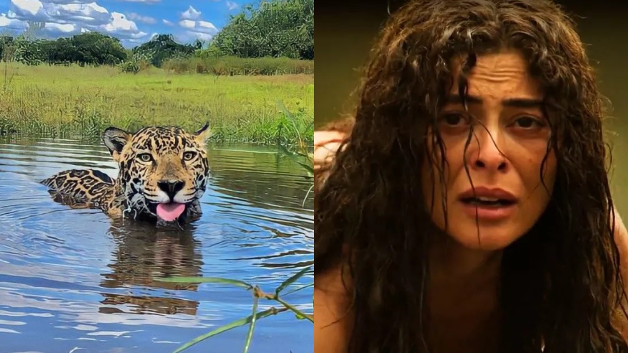 A saga da onça que virou estrela em ‘Pantanal’ e impressiona internautas