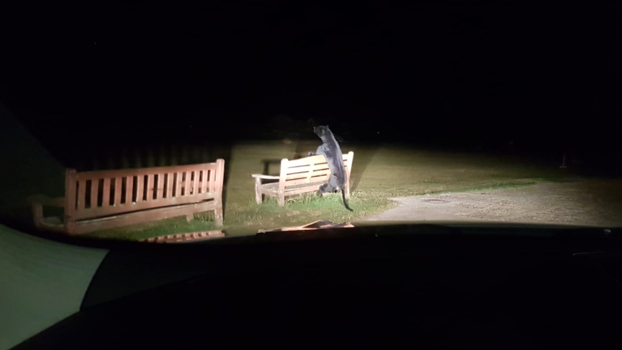 Policiais foram alertados sobre possível predador em parque da Inglaterra — mas o animal era de pelúcia