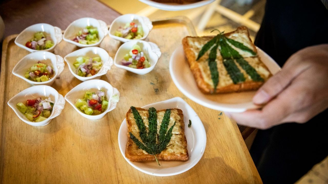 Governo tailandês promete doar 1 milhão de mudas de cannabis para cidadãos