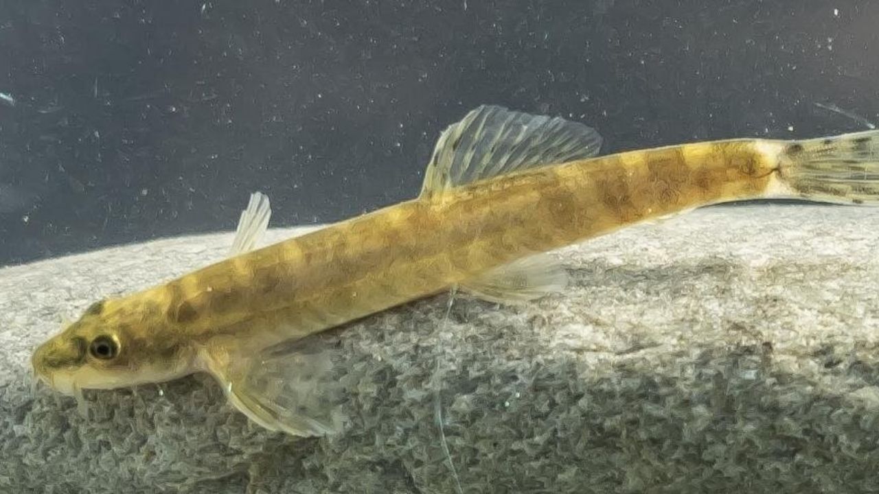 Peixe ‘desaparecido’ desde 1974 é redescoberto na Turquia
