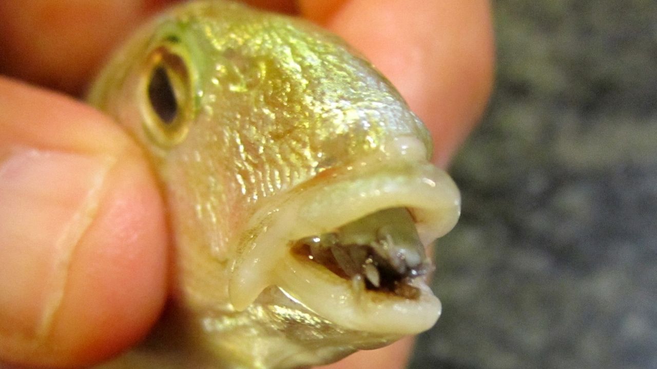 Um peixe consegue viver com um parasita no lugar da língua?