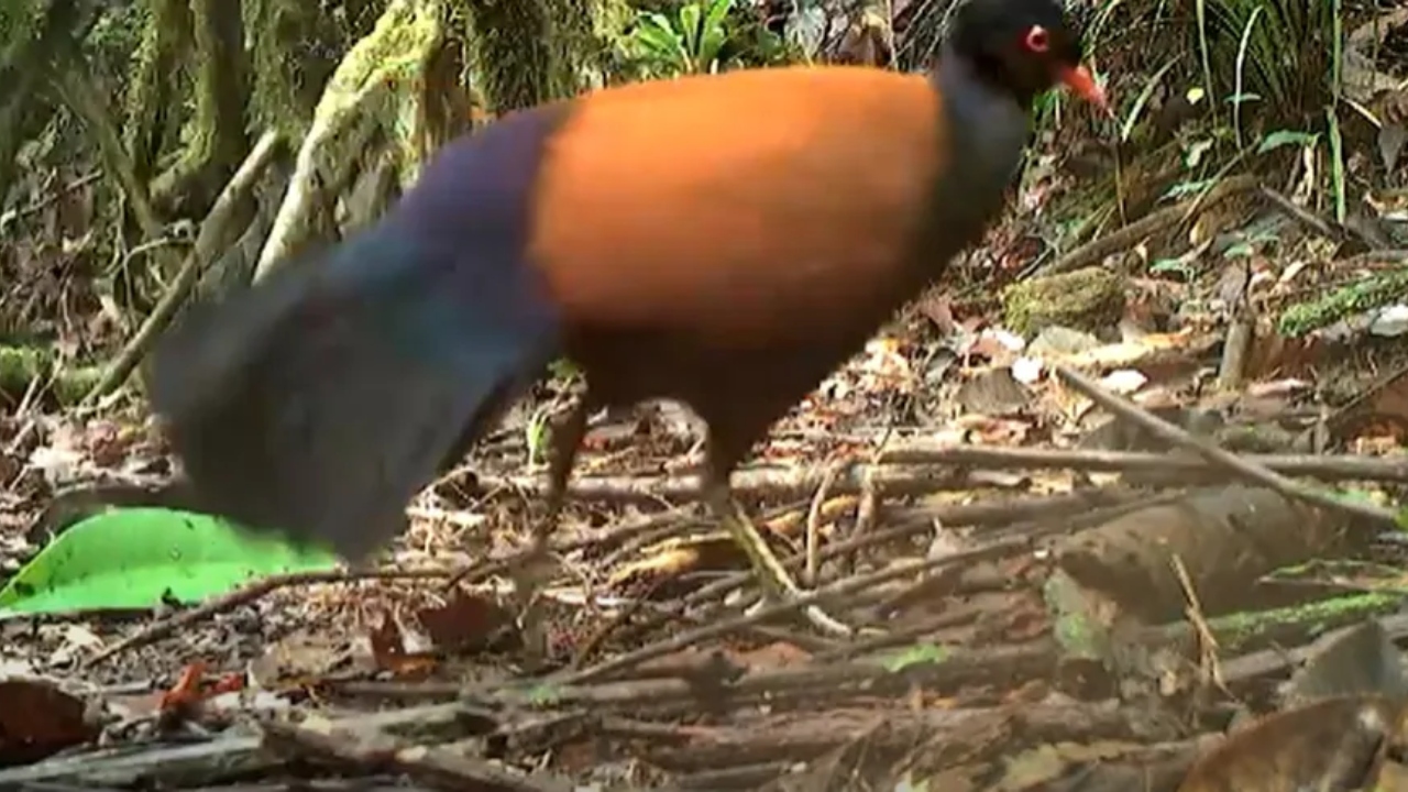 Ave considerada extinta há 140 anos é redescoberta em Papua Nova Guiné