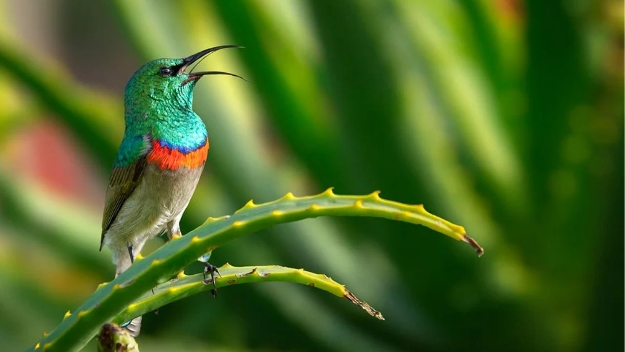 Mesma música é cantada há um milhão de anos por pássaros-do-sol