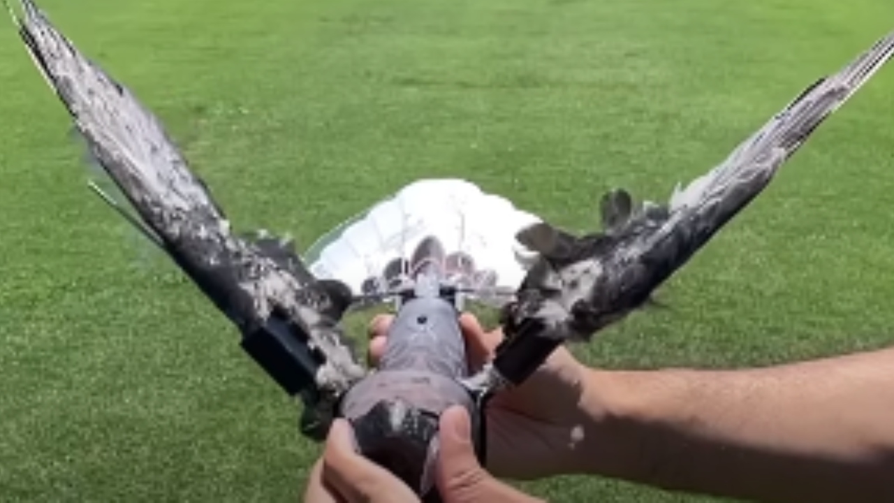 Por que pássaros mortos foram transformados em drones nos EUA?