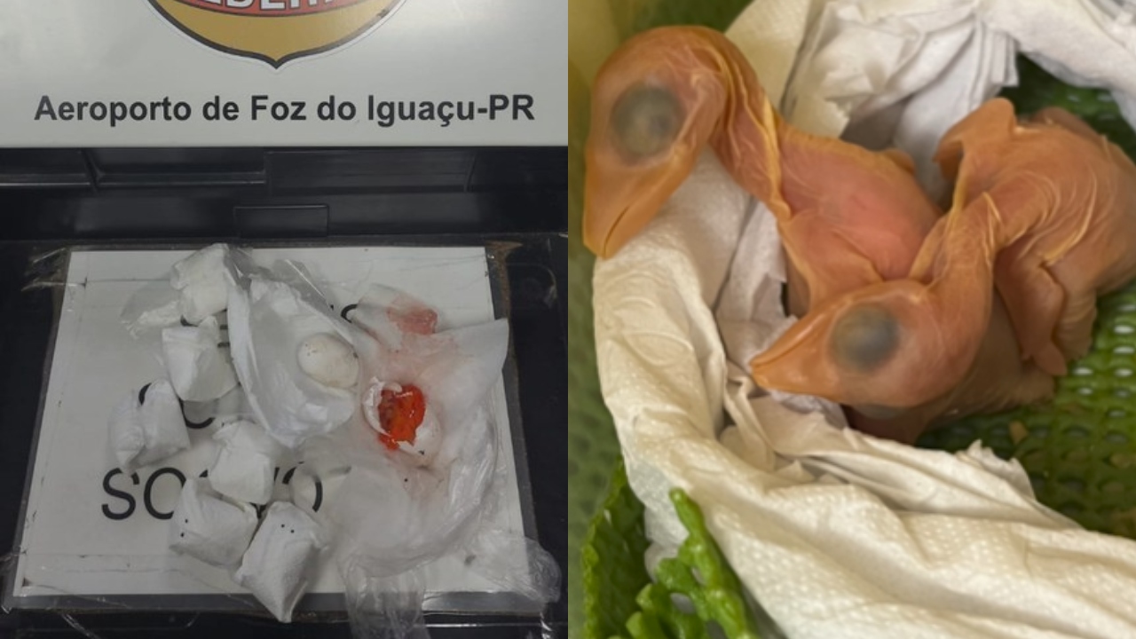 Descobertos em sutiã de passageira: A história dos ovos que eclodiram em Foz do Iguaçu