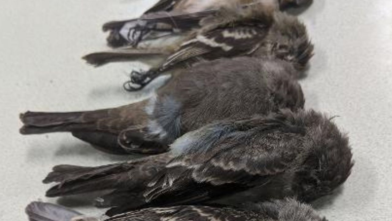 Milhares de pássaros aparecem mortos nos EUA