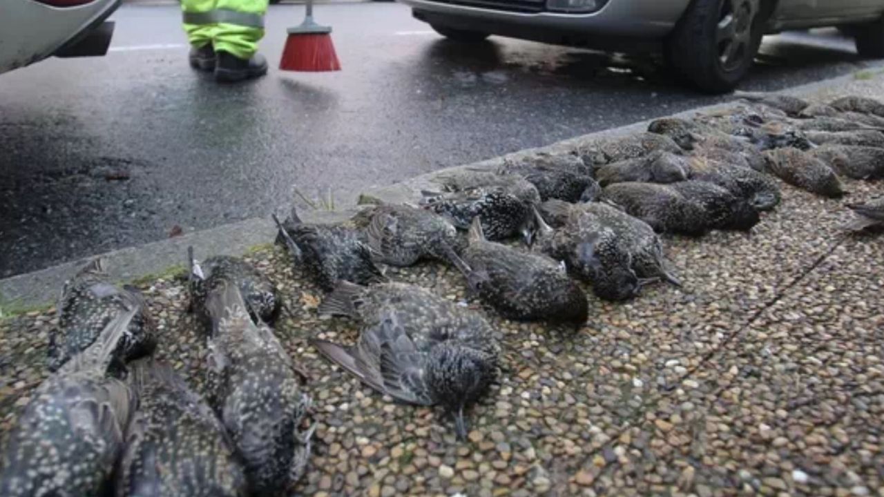 Centenas de pássaros caem mortos na Espanha