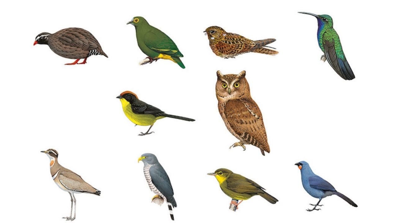 Começa busca mundial por aves mais raras do mundo
