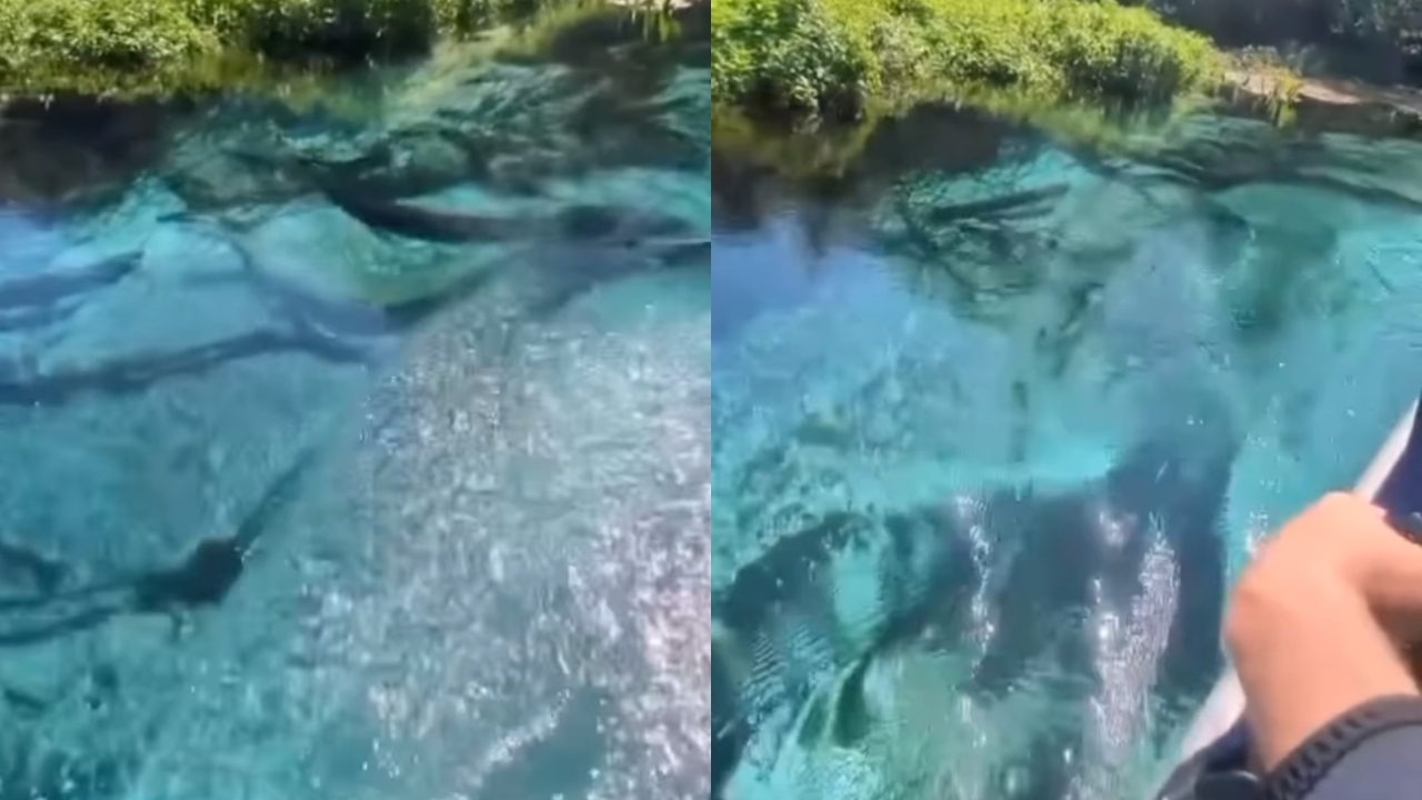 No Mato Grosso do Sul, guia turístico é surpreendido em passeio: ‘Foi impressionante’