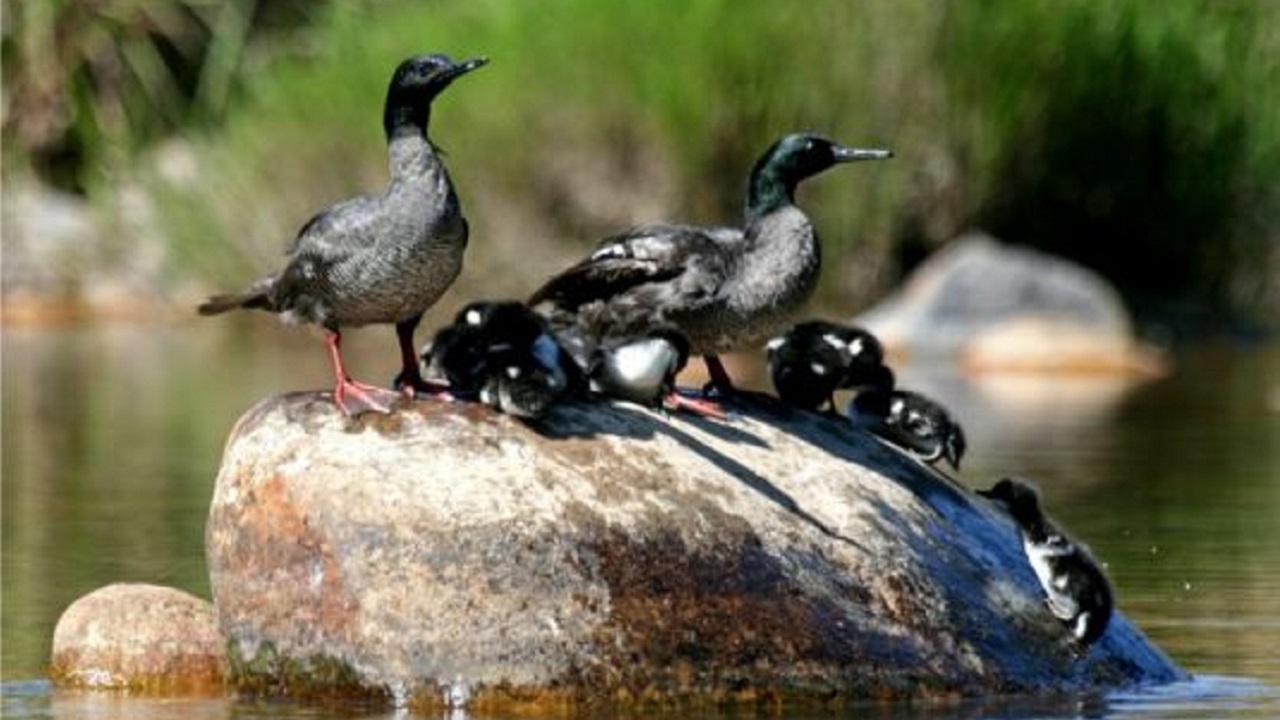 Ovos de espécie ameaçada de extinção são encontrados na Chapada dos Veadeiros, em Goiás
