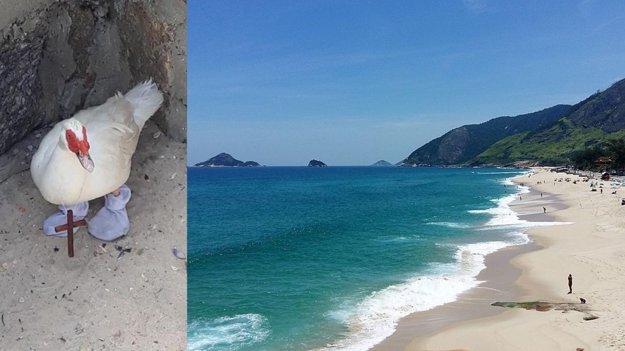 Pato é encontrado em praia carioca usando meias e um crucifixo