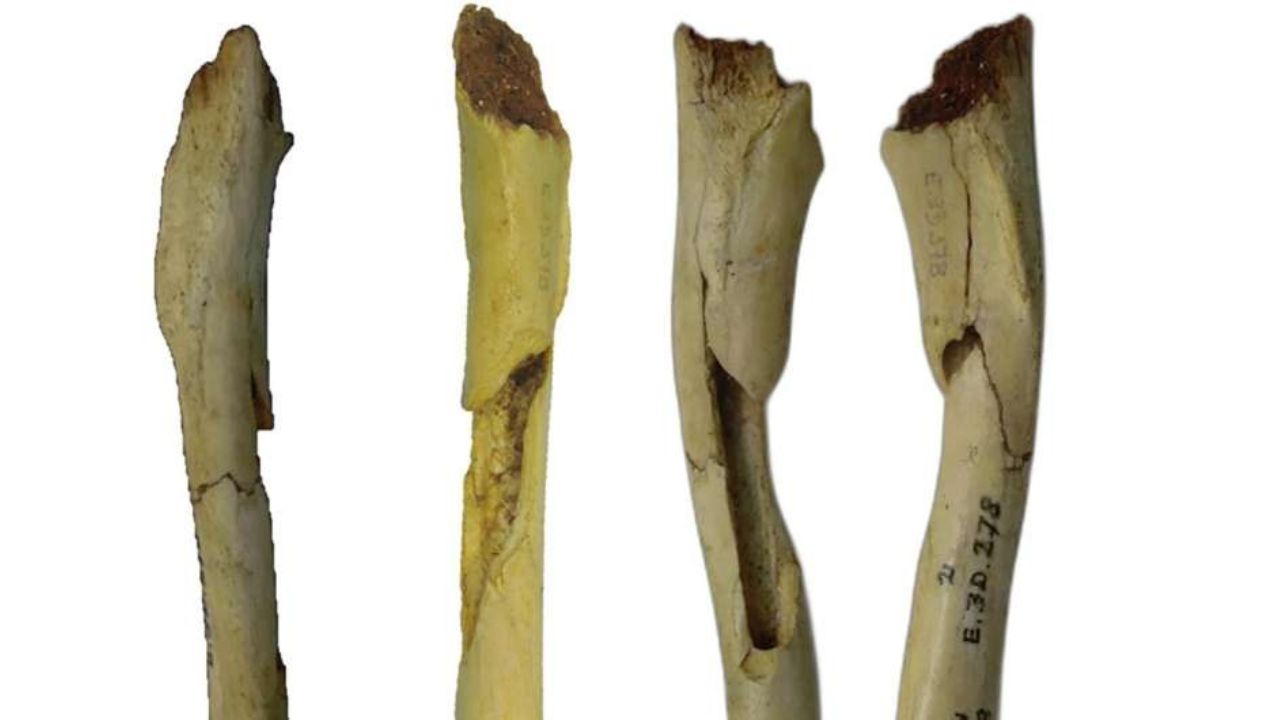 Estudo identifica vestígios de um dos primeiros cães domesticados