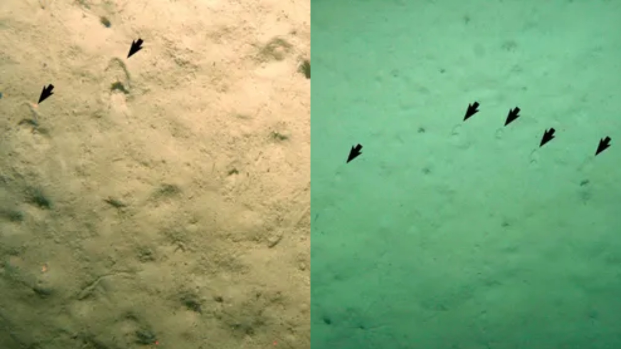 Essas ‘pegadas’ no fundo do mar não são o que você imagina