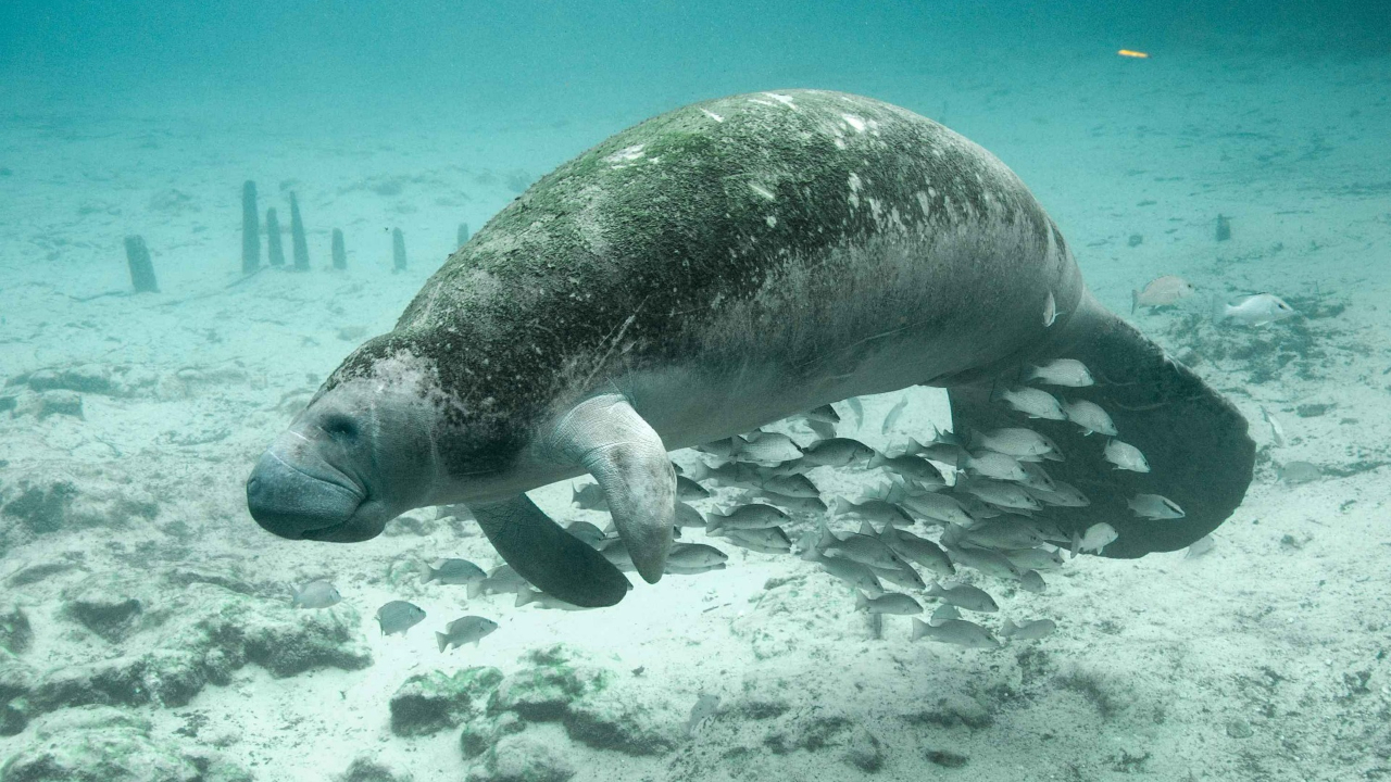 Restos de antepassado do peixe-boi é encontrado em deserto no Egito