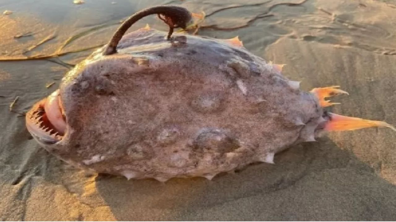 Peixe de aparência assustadora é avistado na costa da Califórnia