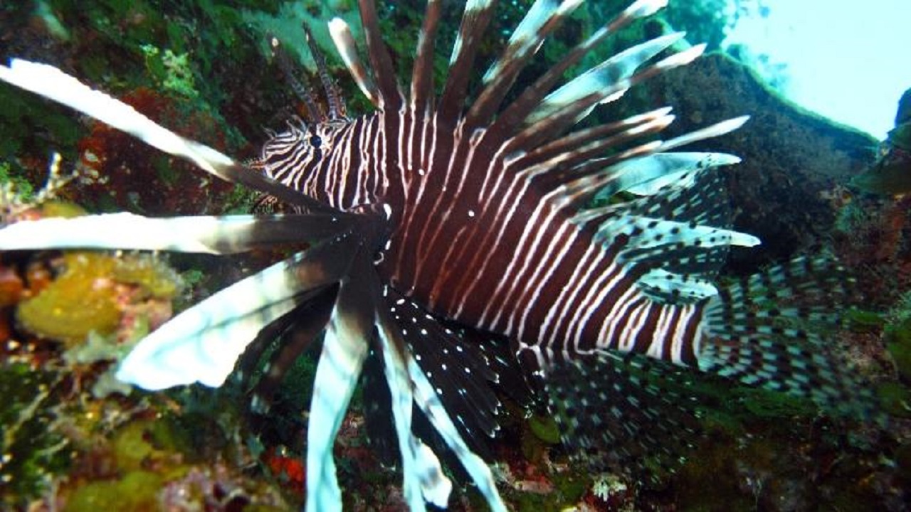 Visitante indesejado: Peixe-leão é visto, pela primeira vez, em Fernando de Noronha