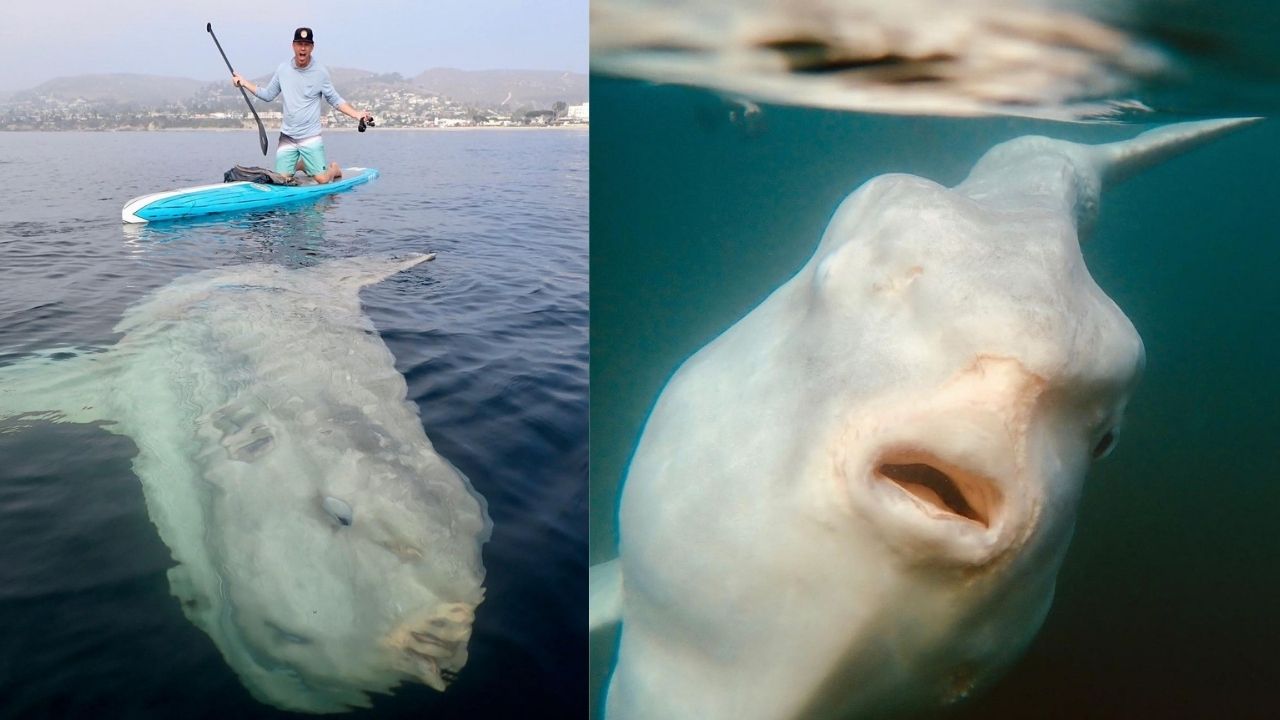 Atletas norte-americanos encontram impressionante peixe-lua de 2 metros
