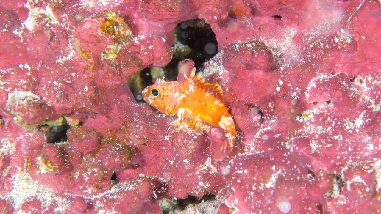 Expedição revela quatro novas espécies de peixes em Pernambuco