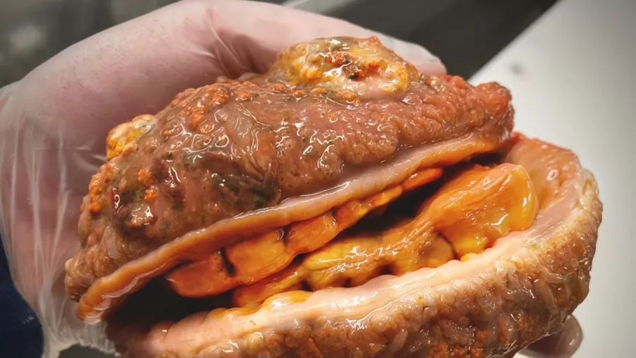 ‘Peixe X-burger’: Pescador encontra curioso animal abissal