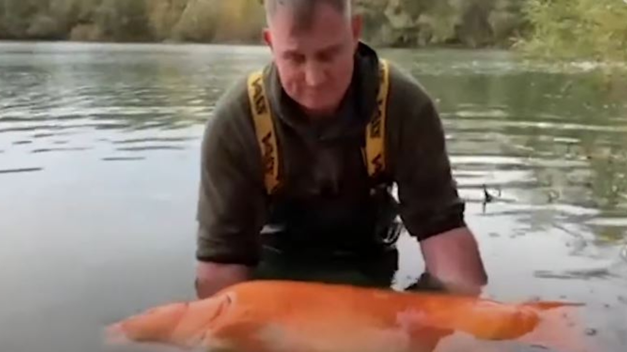Em lago francês, pescador captura peixe dourado de 30 quilos
