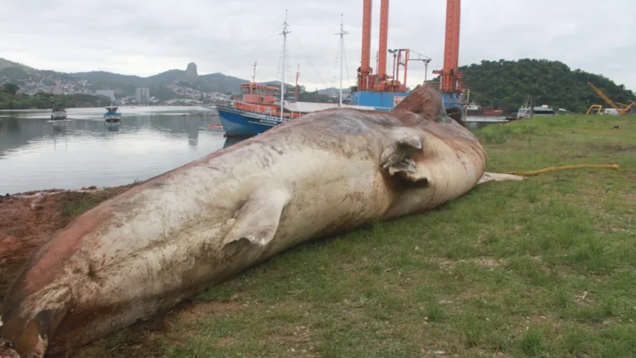 Maior peixe do mundo é encontrado morto na Baía de Vitória