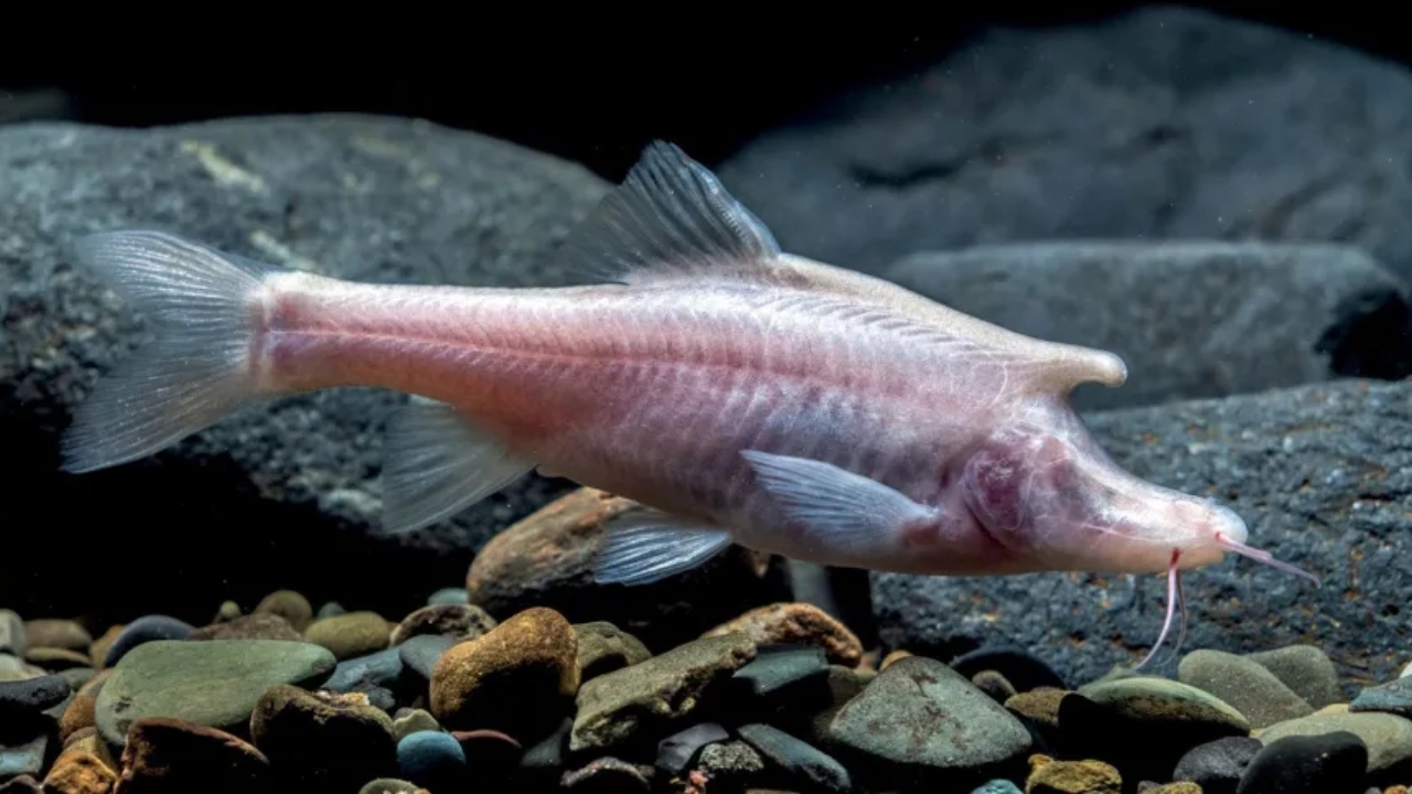 Na China, nova espécie de peixe com chifre é descoberta