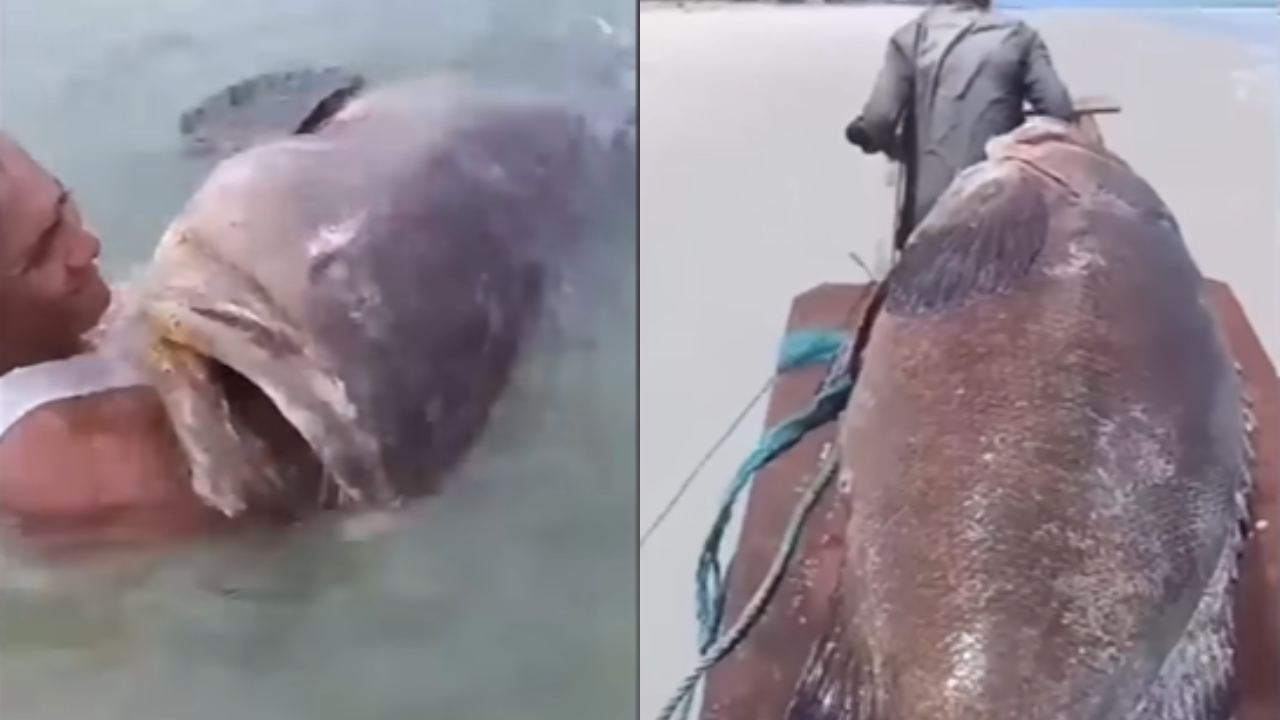 Pescador do Pará encontra peixe gigante com 300 kg: ‘Senhor das Pedras’