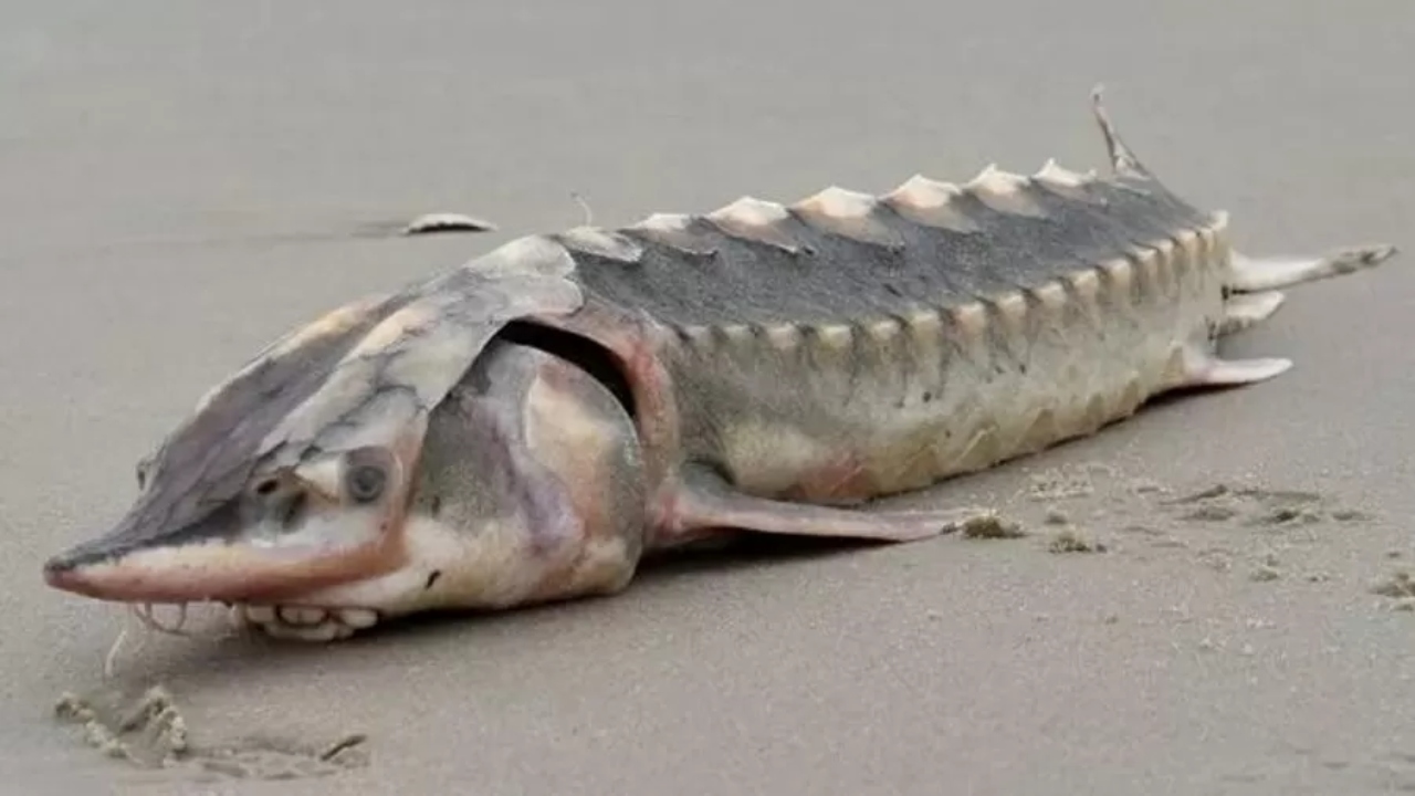 Peixe pré-histórico com pele ‘blindada’ é encontrado em praia dos Estados Unidos