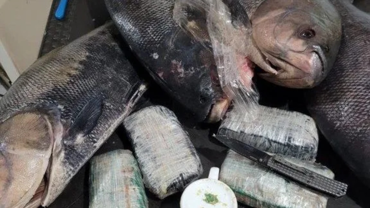 No Amazonas, autoridades apreendem cocaína escondida em peixes congelados