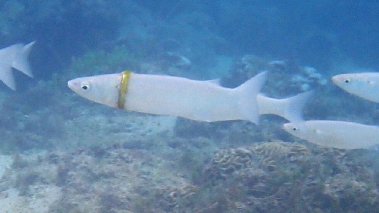 Mergulhadora encontra aliança presa em peixe na Austrália