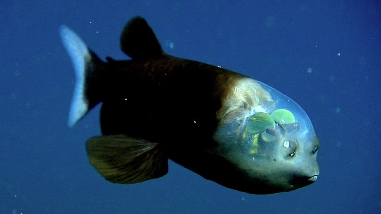 Raro peixe de cabeça transparente é avistado nos EUA