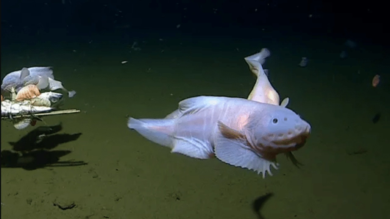 Peixe é encontrado a 8.336 metros de profundidade no Japão