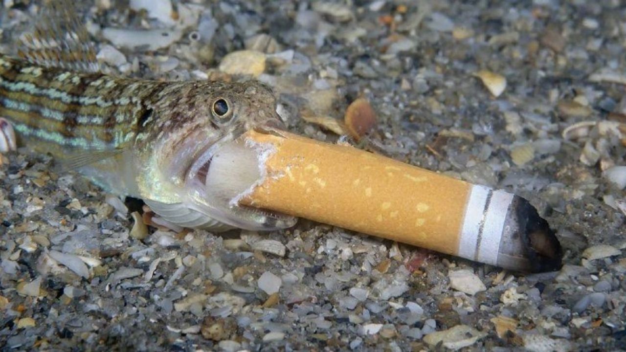 Autor de foto de peixe com cigarro na boca revela ter ajudado o animal
