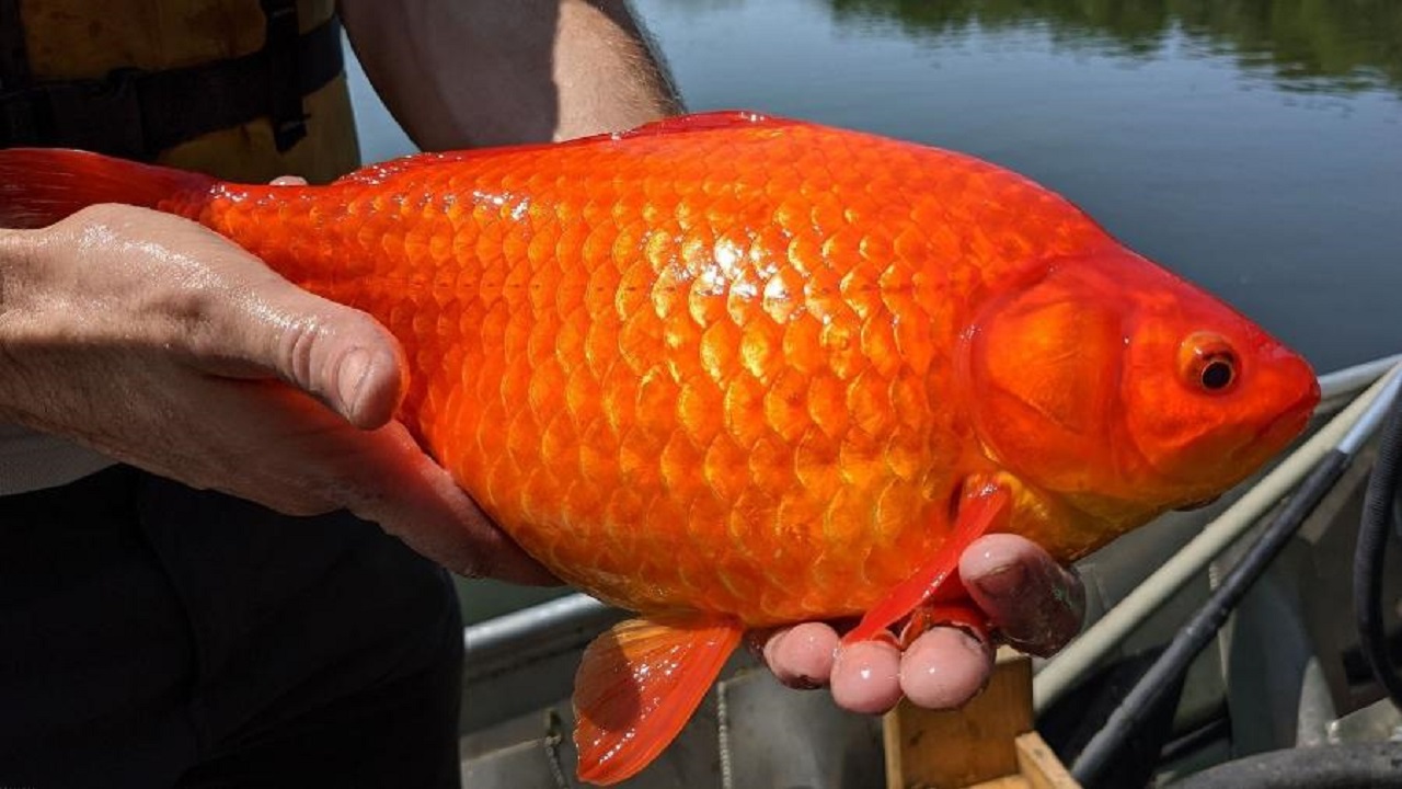 Abandono de peixes-dourados gigantes causam ‘dor de cabeça’ em lago dos EUA