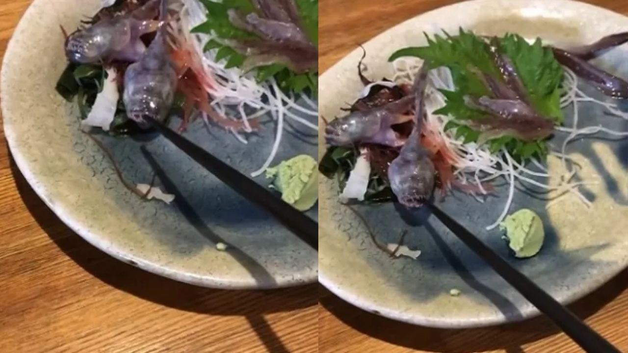 Peixe ‘fresco demais’ morde hashi em prato de restaurante no Japão