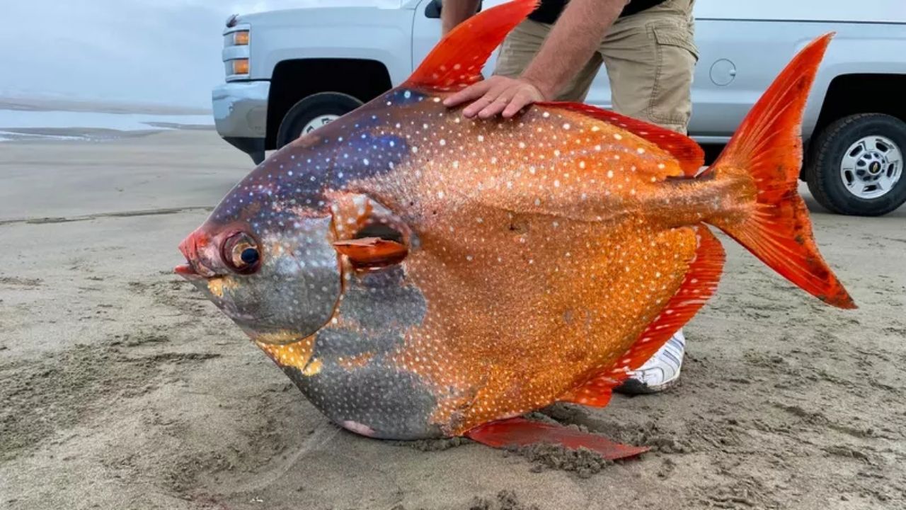 Peixe colorido das profundezas do oceano é encontrado em praia dos EUA
