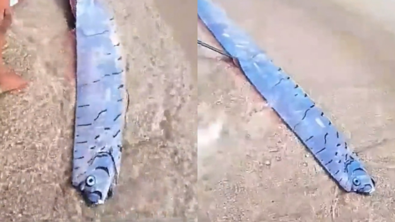 Peixe do ‘fim do mundo’ é encontrado em praia da República Dominicana