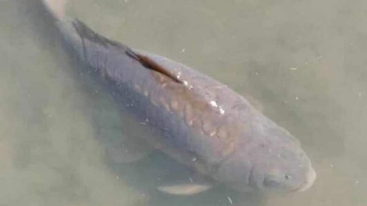 Após morte e desaparecimento, peixe da sorte da Zâmbia é costurado. Veja o vídeo!