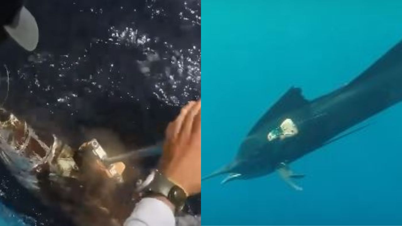 Peixe mais rápido do mundo poderá ser acompanhado por câmera