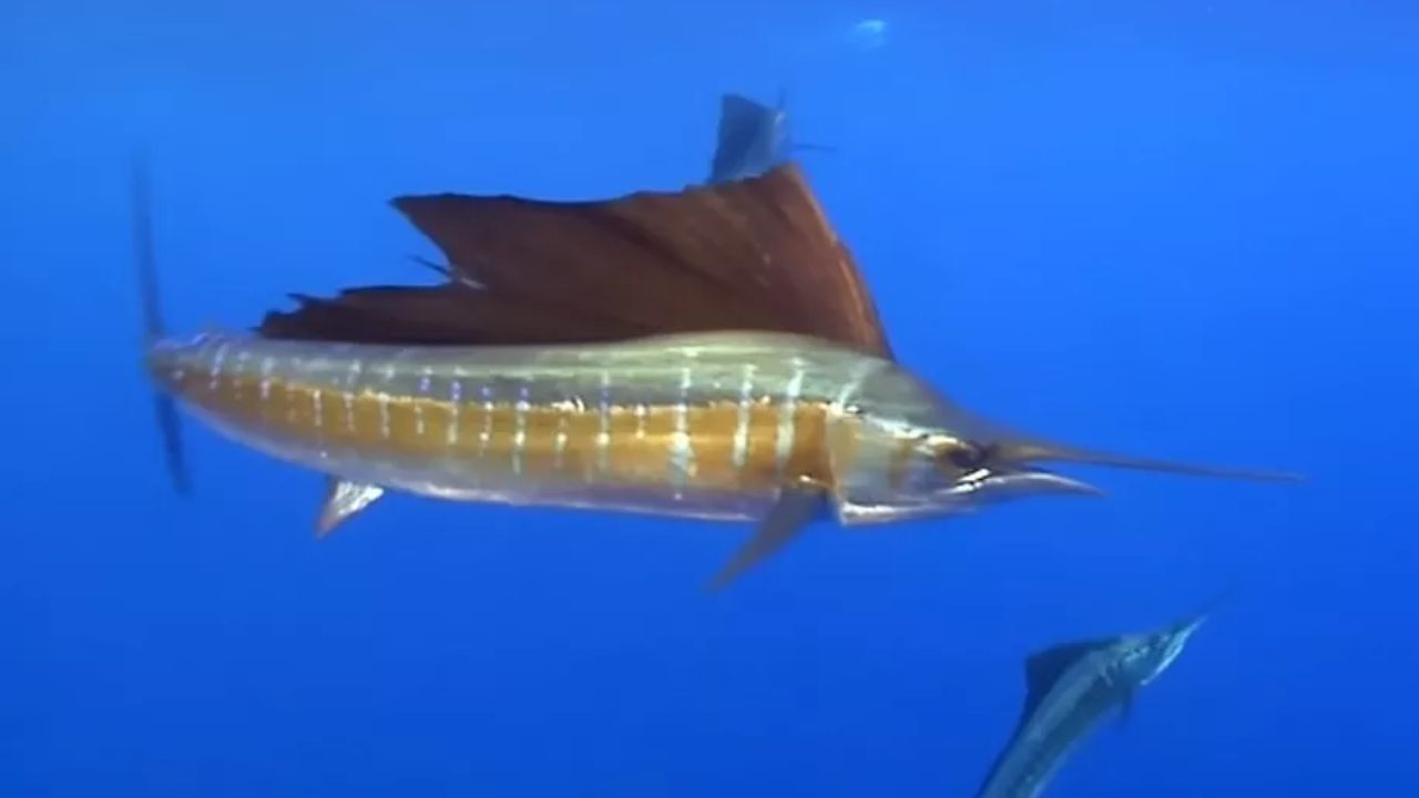 Idosa é ‘esfaqueada’ na virilha por peixe-espada durante pescaria nos EUA