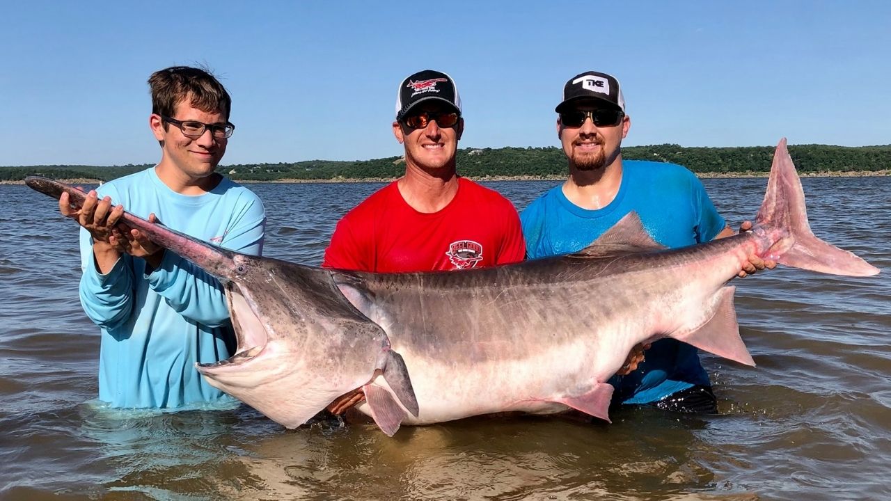 Recorde mundial: Peixe-espátula de 2 m e 74 kg é pescado nos Estados Unidos