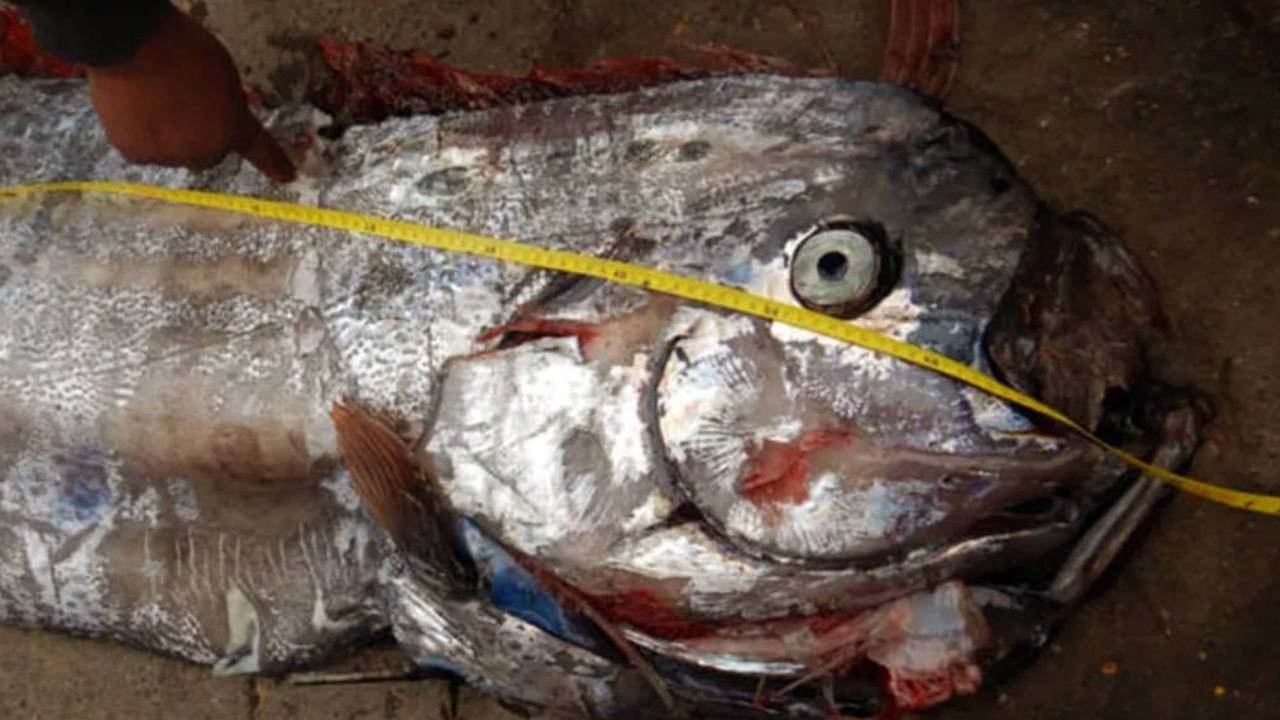 Peixe mitológico raro que atrairia tsunamis é pescado no Chile