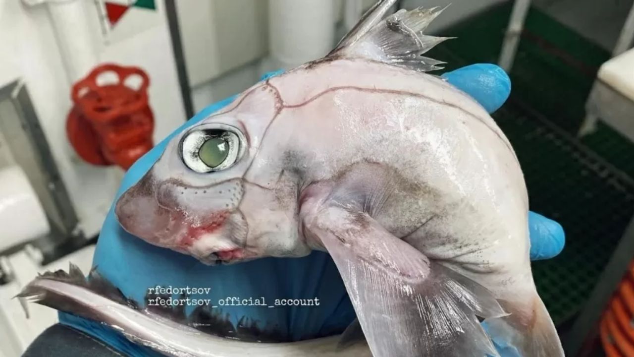 O ‘peixe-frankenstein’ que causou polêmica entre internautas