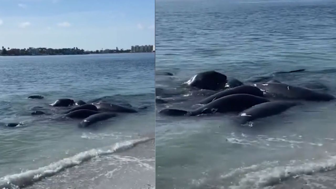 Policiais da Flórida pedem que pessoas parem de ligar para falar dos peixes-boi acasalando