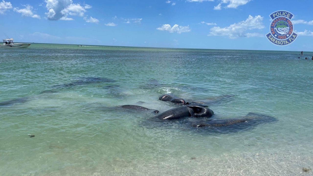 Autoridades dos EUA pedem que peixes-boi não sejam tocados durante acasalamento