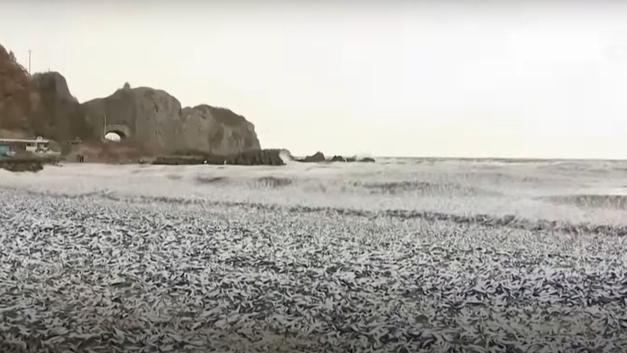 Mistério: 1,2 mil toneladas de peixe são encontradas em praias do Japão